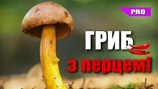 Він дуже ГОСТРИЙ! Все про гриби маслюки або моховики перцеві! 