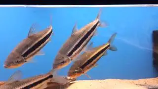 Leporinus arcus.mp4