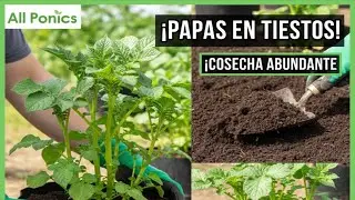 No siembres PAPAS sin hacer esto: El secreto de la Composta y la Aireaci&oacute;n
