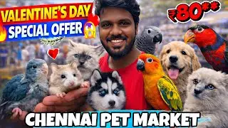 Зоорынок на Бродвее в Ченнаи 🐶 | 💘Специальные предложения ко Дню святого Валентина 🔥 | Щенки, хом...