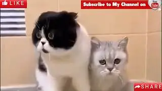 Pyare kutte ke naya funny yt trending video