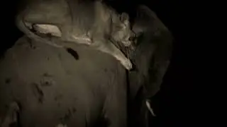 Ultimate Enemies - Big Cat Month