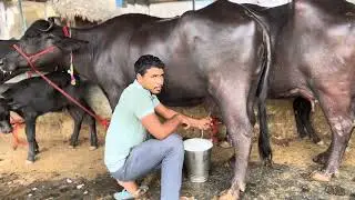 Chintalkunta buffalo market #buffalo #cow #animalslover