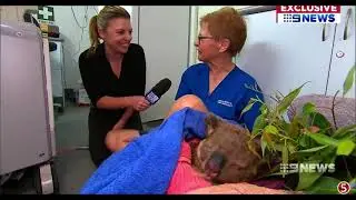 Как люди спасают животных./How humans save animals.