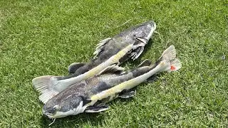 Infelizmente o pior aconteceu … meus peixes estão morrendo 😢