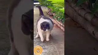 GATO ENGRA&Ccedil;ADO #SHORTS  #animals #animaisengra&ccedil;ados #pet #pets #cachorro