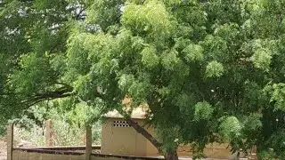 Strange insects fly in monsoon air | Flying insects seen after raining | Termite (1)