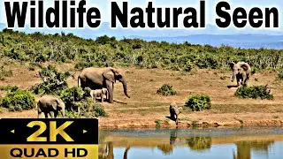 ।।Wildlife Forest Natural Seen।। Animals Forests।।#Wildlife।।#Wildlifeforests।। #Amozon Forests