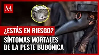 Peste bub&oacute;nica: signos y s&iacute;ntomas que debes conocer