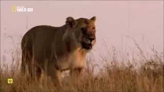 Zebra Kicks Lion in the Face