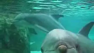 Dolphin Sonar