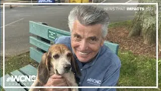 How you can help animals find their forever home
