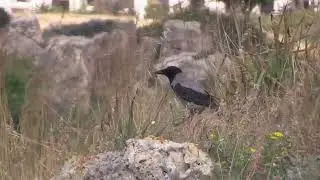 Corneille mantel&eacute;e (Corvus cornix pallescens) Hooded Crow