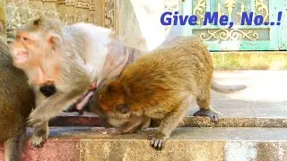 Oh Pitiful For Poor Old Mama Monkey Barry!, Mekala Pull Barry Up To Catch Baby Bean From Chest