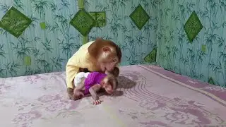 Oh, What monkey brother Yoko b-ites hand little Yoya