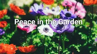 🌷🌹🪻🌼Peace in the Garden | Jin Marumi