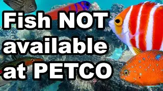 Top Seven RARE FISH not at your LFS | Marine Fish you Can't Buy