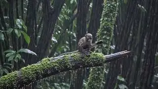 雨声 (yǔshēng) 失眠 (shīmi&aacute;n)香甜的睡眠 (xiāngti&aacute;n de shu&igrave;mi&aacute;n) 深度睡眠 (shēnd&ugrave; shu&igrave;mi&aacute;n)好的睡眠 (hǎo de shu&igrave;mi&aacute;n)