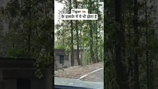 Tiger 🐅 School Jhargaon Marchula | Marchula Tiger Attack | Jim Corbett Man Eater #tiger #shorts