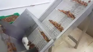 عجينة التمور الغرس