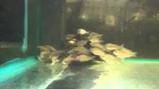 5cm&nbsp;Barcoo Grunter