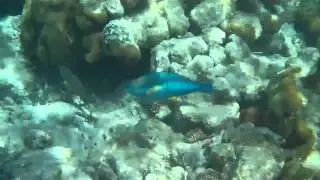 Little Dix Bay Snorkel