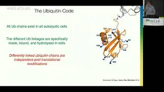 Komander D (2023) Inflammatory signalling and Ubiquitin