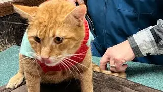 CAT BREATH PROBLEM #short