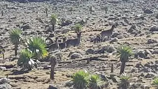 P2 Walia Ibex Family Capra Walie Endemic Animal of Ethiopia Amhara Region Gondar Simien Mountains NP