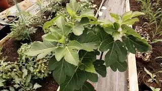 Fig update - Main Crop Forming