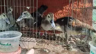 Cách chăm sóc ngan con (vịt xiêm) sống 100% đến khi lớn
