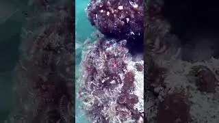 Snorkeling Pigeon Key in the Florida Keys! #snorkeling #pigeonkey #floridakeys #floridasnorkeling
