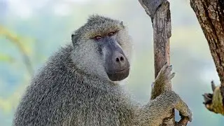 Baboons, Chacma Baboon, Olive Baboon, Hamadryas Baboon, Guinea Baboon, Yellow Baboon