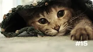 😺 FUNNY CATS #15  | Приколы с котами 2022 😺