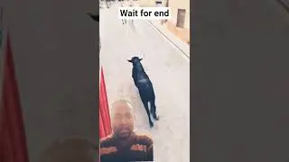 यह कौन सा खेल  😱😱😱 #toros​ #toroultra​ #bull​ #perros​ #perro​ #alcora​ #bulls​ #funny​ #automobile​