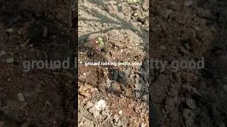 Day 2 Autoflower in ground in Alberta, Canada
