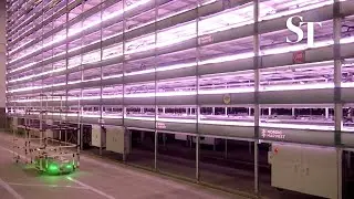 Inside Europe's largest vertical farm
