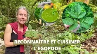 L&rsquo;&eacute;gopode de la cueillette &agrave; l&rsquo;assiette