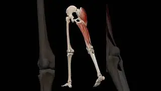 Extension at Hip Joint|     #hipjoint #pelvic #femur
