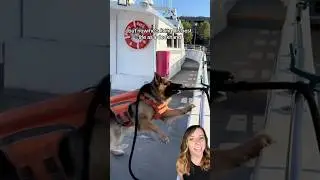 Unwanted dog becomes deckhand on a boat called Kitty Kat 🐕 #dogs #shorts