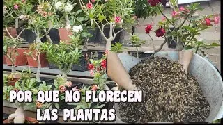 DONDE DEBES UBICAR LA ROSA DEL DESIERTO PARA QUE FLORESCA RAPIDO