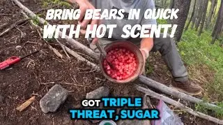 Attract more bears into your bait sites quickly with Hot Scent.