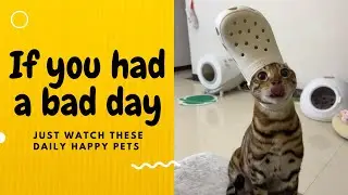 If you had a bad day, just watch these daily happy pets | Day 1