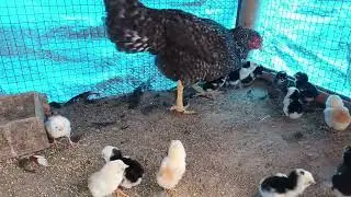 Kiree and madipar mix fighter chicken