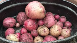 HARVESTING POTATO FOR CHRISTMAS EVE DINNER 2020
