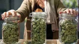 Workers&rsquo; Comp In The Cannabis Industry - CannGen Insurance Services