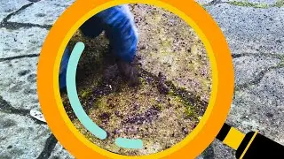 Почему на тротуарной плитке растет мох или плесень?