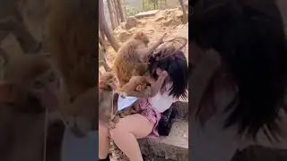 monkey love a beautiful girl