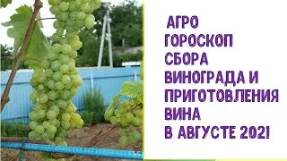 Агрогороскоп сбора урожая винограда и приготовления вина в августе 2021 года