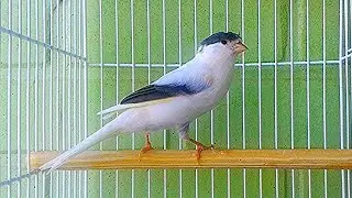 تغريد طائر كناري جبار يحفز الذكر ويهيج الأنثي لتزاوج قمة الابداع لتسميع | canary singing training